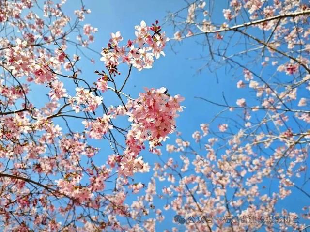 强推！3月宁德赏花自驾线！被花海包围的山海，震撼的颜值巅峰！
