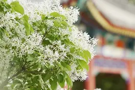 寒假旅游首选！各大高校陆续开放图片