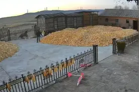 “老虎进村伤人”之后：如何防范？谁来赔偿？捕获后要不要放归？图片