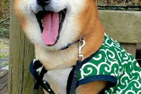 柴犬共有的9大特点，你家狗也是这样吗图片