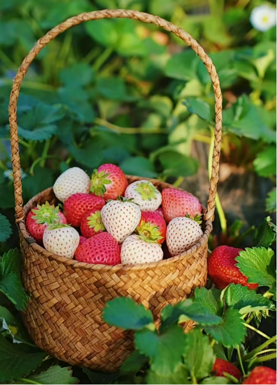 冬蕴万象 | 昌平草莓采摘正当时 这份攻略快收好