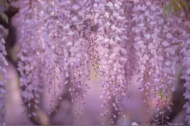 搭地铁邂逅魔都紫藤花，寻找属于你的紫色浪漫！图片