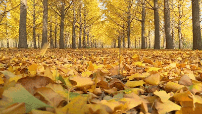 太美了！来副中心，邂逅落叶童话~
