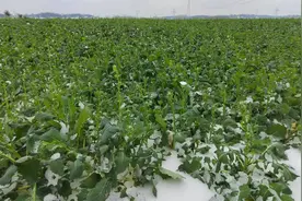 冻雨之后 南方油菜正在努力重生图片