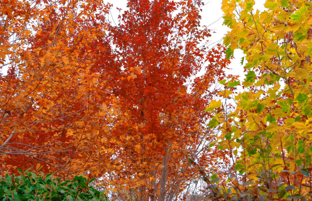 小红书上都在问地址？威海这个红枫湖美成画