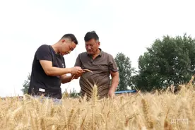 安徽“三夏”小麦抢收基本结束 已收获4200余万亩图片