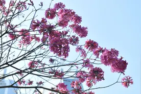 2024年12月广州降雨偏少日照偏多，“小寒阴冷”今年失灵图片