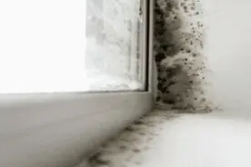 霉比砒霜毒68倍？！白墙霉斑一喷即净，5分钟斩「霉」除根，家里潮湿角落全用它图片