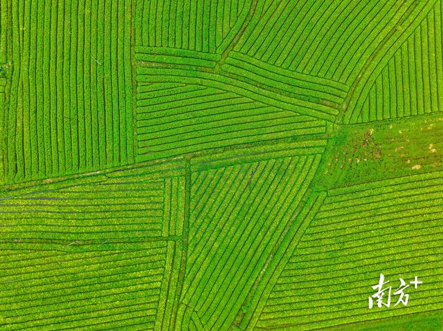 图集｜花开正好，到连南赴一场春天的约会