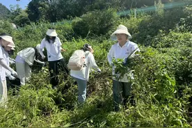 贵州省开展200亩入侵植物紫茎泽兰灭除示范图片