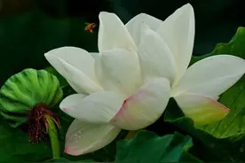 华山湖“湖”拍|采蜜图片