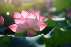 郑州8个免费赏荷好去处！附公交路线图片