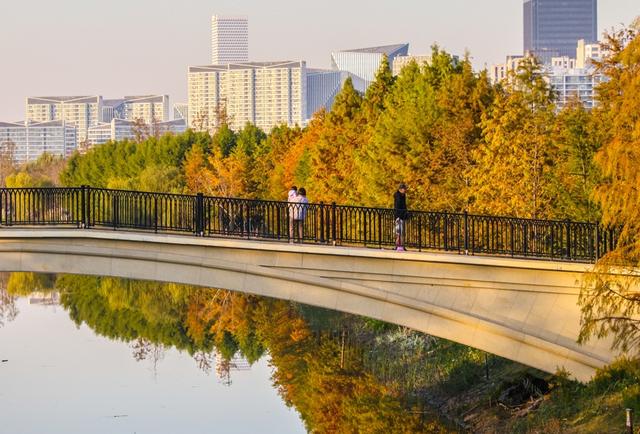 新晋秋日“顶流”美图来袭！魔都阿勒泰未开先火，落羽杉迎来最绚烂时刻