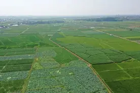 “杜泽茭白”标准质量提升项目成功入选省级试点图片