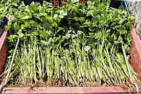 青海乐都：一棵香菜从田间走向市场图片