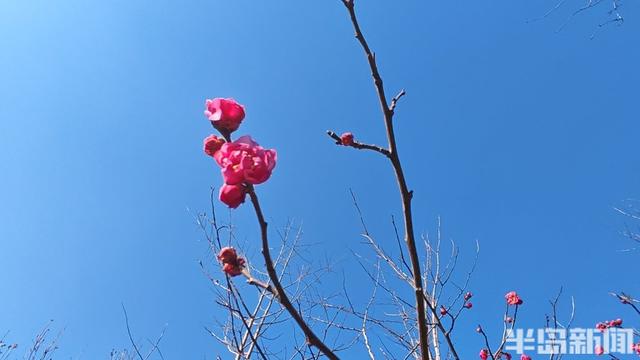 寒风凛冽，中山公园梅花开了