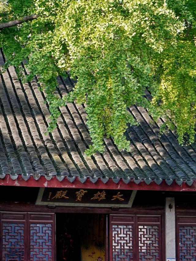 绿→黄，姑苏秋意进行时......