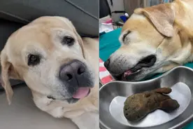 泰国兽医从拉布拉多犬胃部取出毛绒玩具 存留体内3年图片