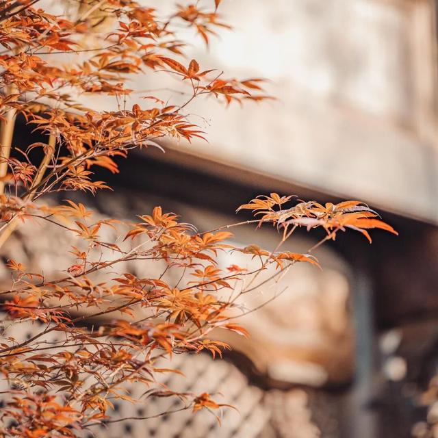 在上饶婺女洲美美入冬，朋友圈可以这样发→