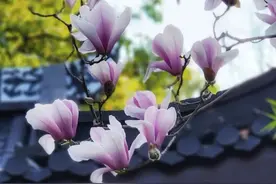 浙里春日“赏花路线”发布！各地文旅优惠政策汇总图片