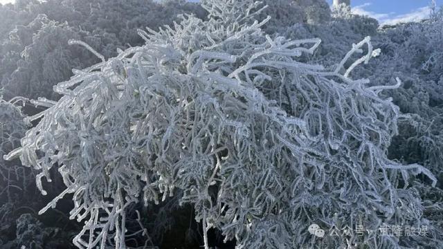 武隆：罩云山迎来今冬首场大范围雾凇美景