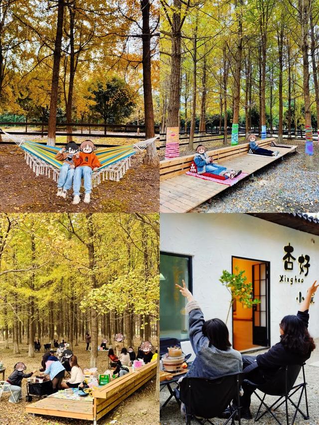 一年一度朋友圈银杏比美时刻，又！来！了！