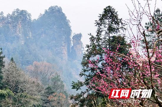 张家界国家森林公园：梅花怒放 风雪洗礼更加傲然
