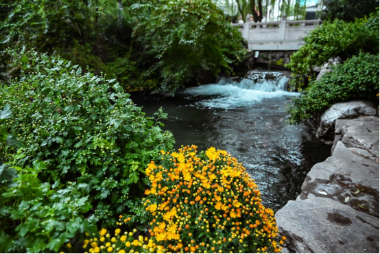 赏菊全攻略！第46届趵突泉金秋菊展即将点亮泉城秋色