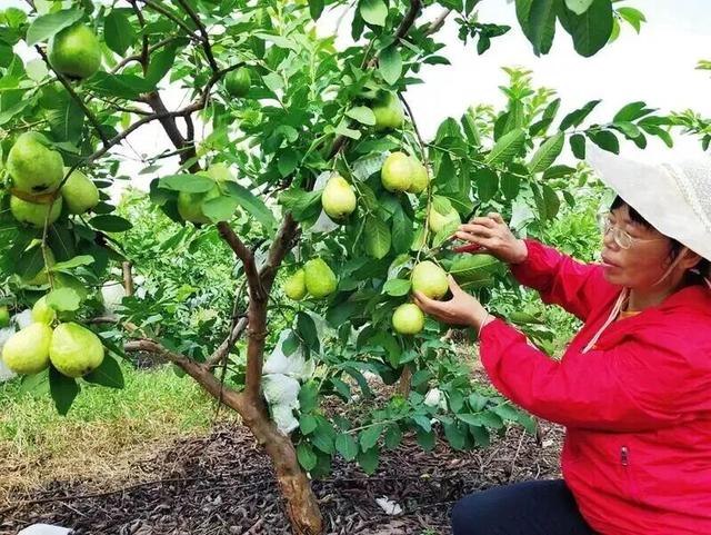 南宁就是冬日旅游天花板！摘果+跑马+演唱会+美景打卡，带你玩转“水果自由”之旅