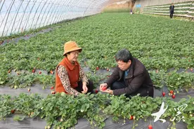山东设施蔬菜受寒潮影响不大，仍可稳产保供图片