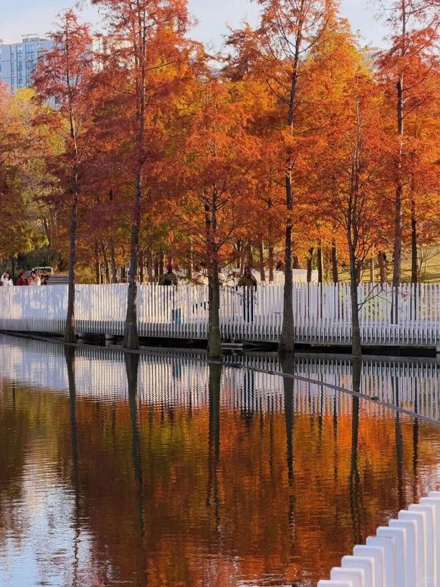 成都限定红！水杉最美季节上线，赶紧打卡