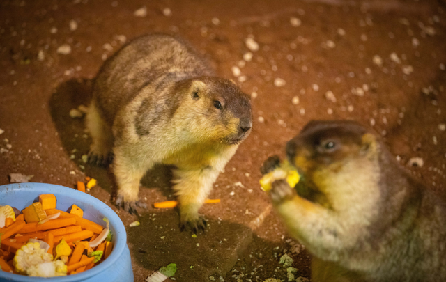 桂林融创乐园海世界，这样玩！