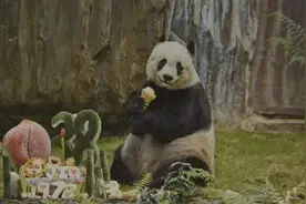 赠港大熊猫的雅安情缘图片