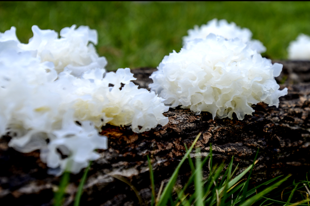 在北纬31度的四川巴中 我们看见了一个多彩的通江