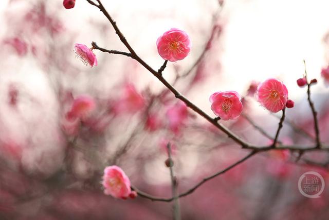 赏花正当时 歌乐山红梅似海漫山香