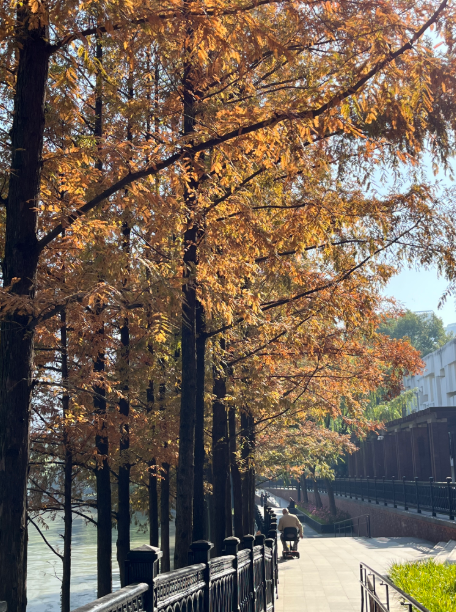 美翻了！苏河湾“红枫天桥”上线！更多金色、橙色、赭红色正在路上……来看↗