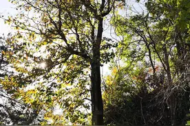 保护极小种群野生植物，罗田玉兰人工繁育已超万株图片