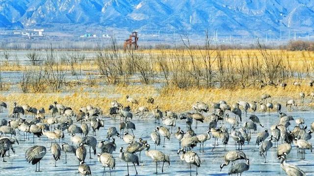 万鸟齐舞！北京这里成“候鸟天堂”，还有专属礼遇——