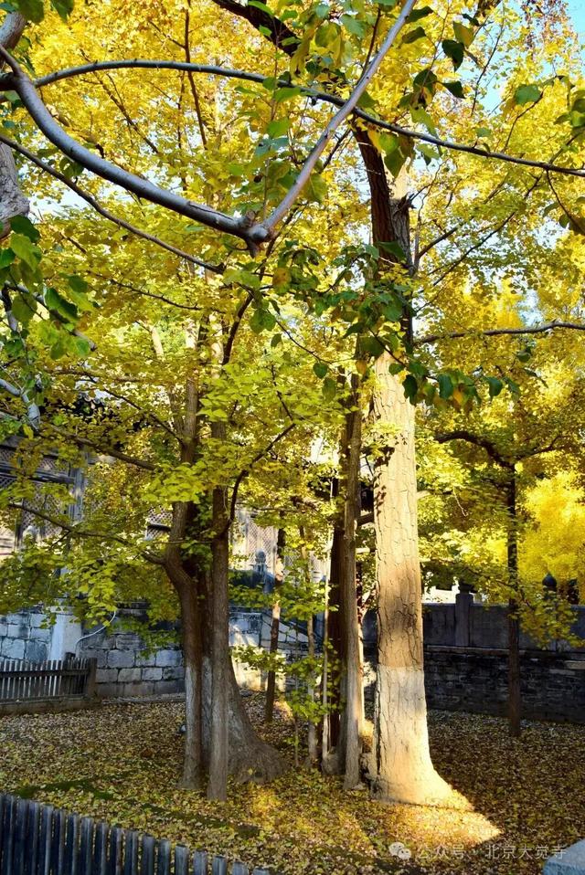 金色瀑布！北京这些千年古银杏正在最佳观赏期！
