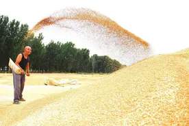 麦田里奏出丰收乐章图片