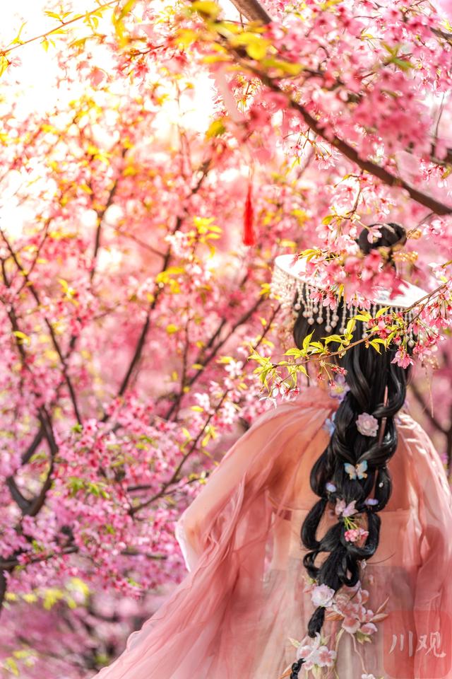 粉樱漫山 两万株樱花绽放出绝美春天