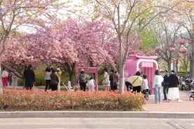 春日限定！在河南鹤壁樱花季赴一场烂漫花约图片