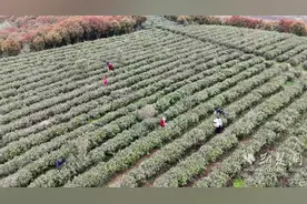 又是一年茶飘香 大悟30万亩春茶开始采摘图片