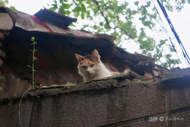 贵阳文旅开了一个“听劝”会
