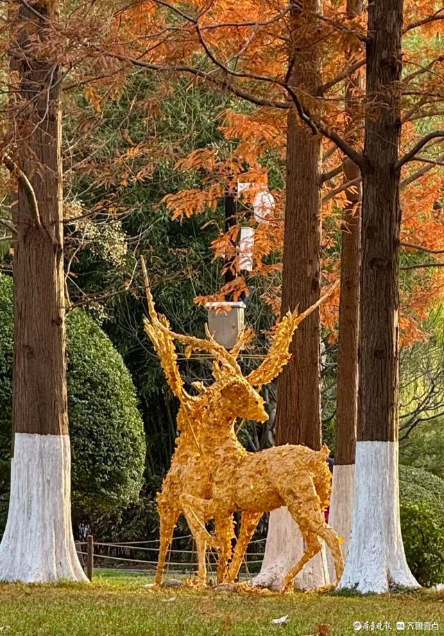 五龙潭公园里水杉林里，“跳”进来两只银杏鹿