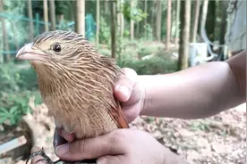 佛山街坊捡到“刺猬头”小鸟，直奔派出所求助……图片