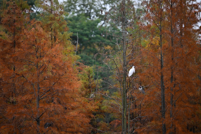 成都限定红！水杉最美季节上线，赶紧打卡！