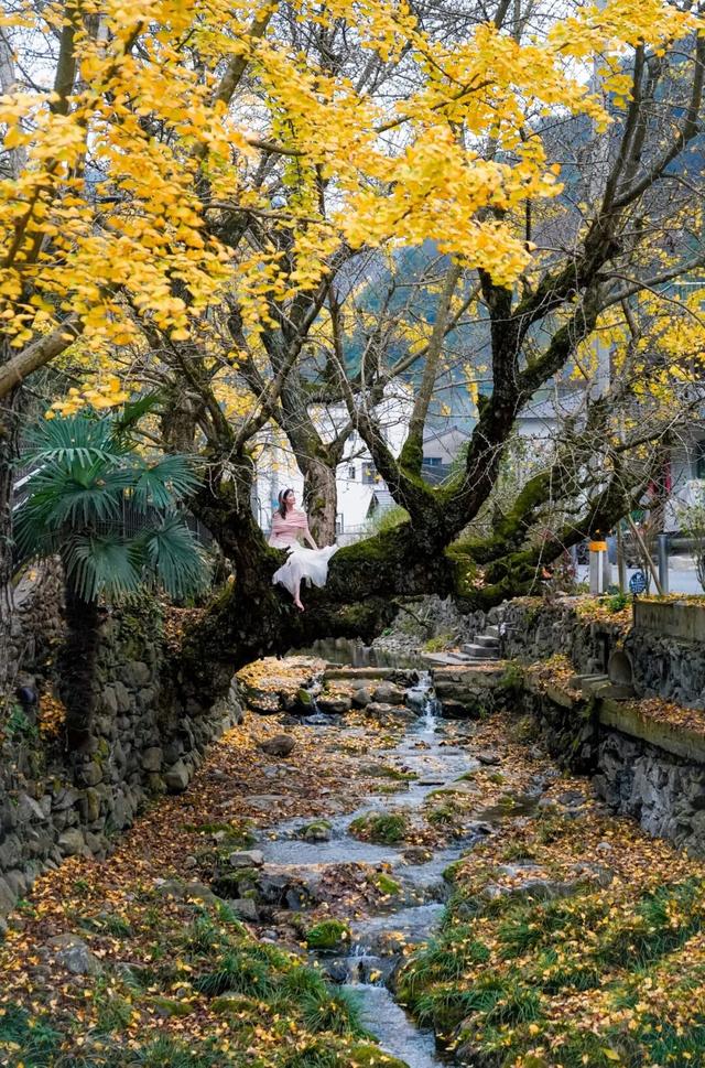 临安，一座被银杏腌入味的城市