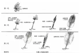 羽绒服有鸭绒、鹅绒，为什么没有“鸡绒”？图片
