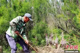 山东盐碱地里丰收忙图片